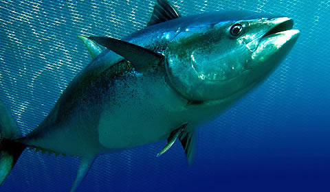 Tuna Fish in Oludeniz Fethiye