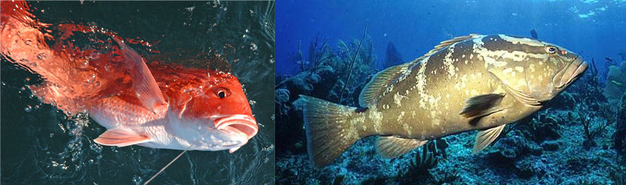 red snapper and grouper snapper in oludeniz Turkey